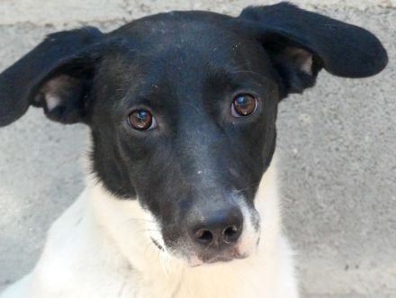 Opal 3 (frei) und Onyx (vermittelt), Pointer-Mix