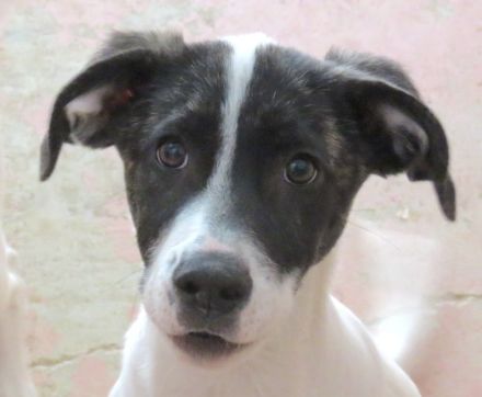 Opal 3 (frei) und Onyx (vermittelt), Pointer-Mix