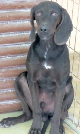 Lenny 3, männlicher Mischling