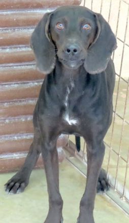 Lenny 3, männlicher Mischling