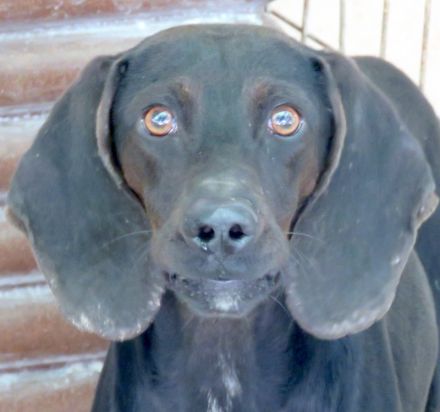 Lenny 3, männlicher Mischling