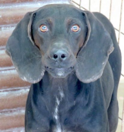 Lenny 3, männlicher Mischling