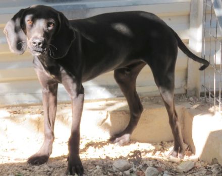 Lenny 3, männlicher Mischling