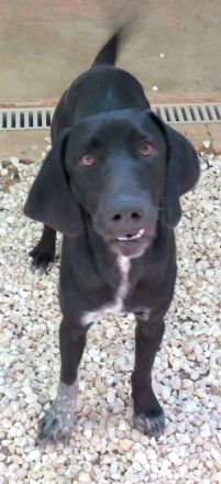 Charlie 11, männlicher Mischling