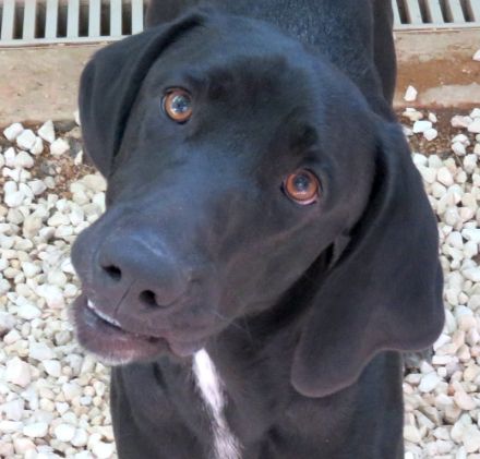 Charlie 11, männlicher Mischling