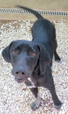 Charlie 11, männlicher Mischling