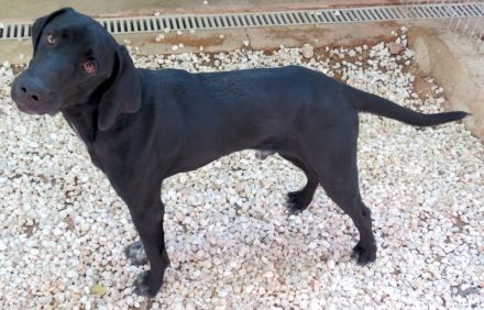 Charlie 11, männlicher Mischling