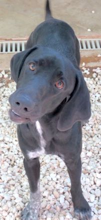 Charlie 11, männlicher Mischling