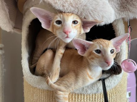 Lexacats & Annikats Orientalisch Kurzhaar Katzen