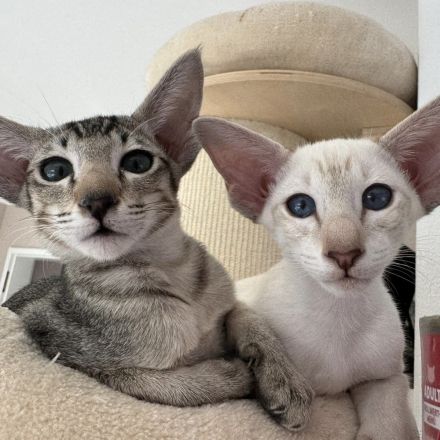 Lexacats & Annikats Orientalisch Kurzhaar Katzen