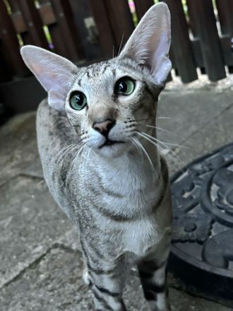 Lexacats & Annikats Orientalisch Kurzhaar Katzen