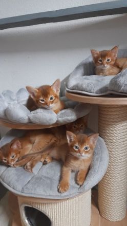 Somalis und Abessinier von Diajo