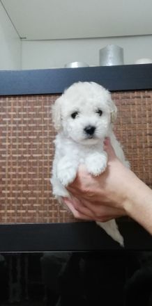 Maltipoo