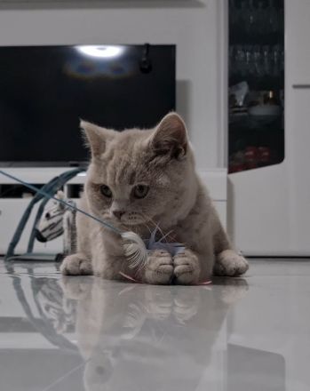 Reinrassige BKH Kitten mit Stammbaum