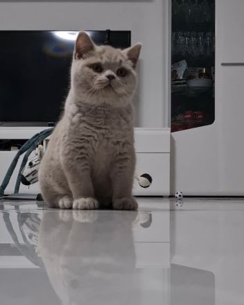 Reinrassige BKH Kitten mit Stammbaum