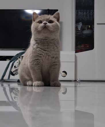 Reinrassige BKH Kitten mit Stammbaum