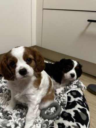 Cavalier King Charles Spaniel Welpen