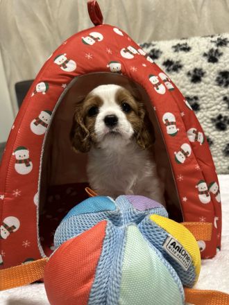 Cavalier King Charles Spaniel Welpen