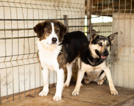 Fellnase Vili sucht vertrauensvollen Zweibeiner