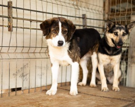 Fellnase Vili sucht vertrauensvollen Zweibeiner