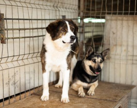 Fellnase Vili sucht vertrauensvollen Zweibeiner