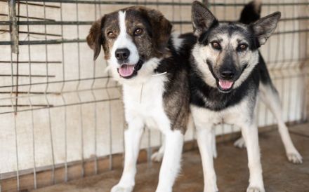 Fellnase Vili sucht vertrauensvollen Zweibeiner