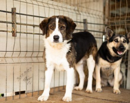 Fellnase Vili sucht vertrauensvollen Zweibeiner