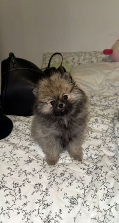 Pomeranian Zwergspitz Welpe