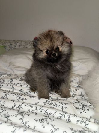 Pomeranian Zwergspitz Welpe