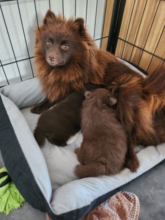 Schokoladenbärchen/ Braune Kleinspitzwelpen