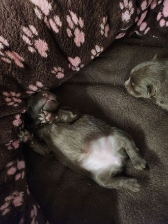 Schokoladenbärchen/ Braune Kleinspitzwelpen