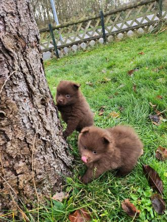 Schokoladenbärchen/ Braune Kleinspitzwelpen