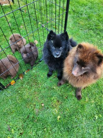 Schokoladenbärchen/ Braune Kleinspitzwelpen