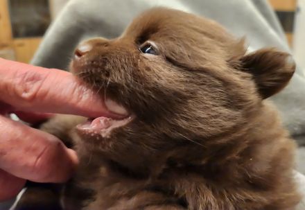 Schokoladenbärchen/ Braune Kleinspitzwelpen