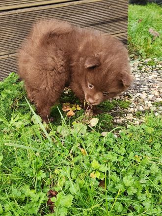 Schokoladenbärchen/ Braune Kleinspitzwelpen