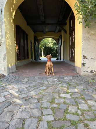 Magyar Vizsla aus Jagdlicher Leistungszucht