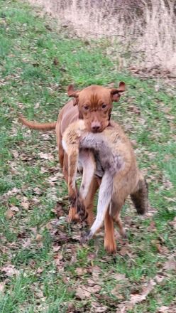 Magyar Vizsla aus Jagdlicher Leistungszucht