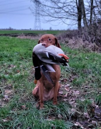 Magyar Vizsla aus Jagdlicher Leistungszucht