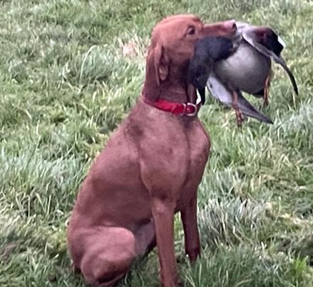 Magyar Vizsla aus Jagdlicher Leistungszucht