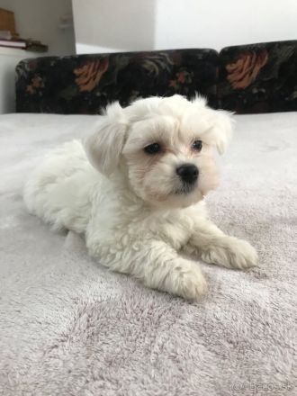 Hund maltese welpen