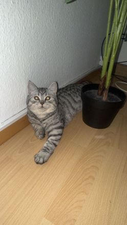 Britische kurzhaare katze jung