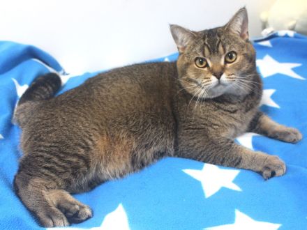 2x BKH Kater Kätzchen Kitten Britisch Kurzhaar aus Dortmund