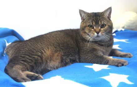 2x BKH Kater Kätzchen Kitten Britisch Kurzhaar aus Dortmund