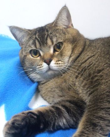 2x BKH Kater Kätzchen Kitten Britisch Kurzhaar aus Dortmund