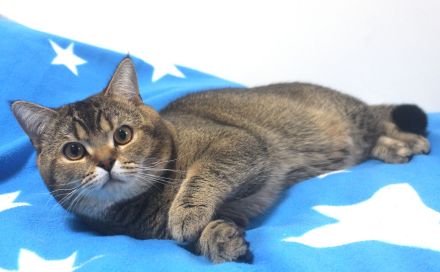 2x BKH Kater Kätzchen Kitten Britisch Kurzhaar aus Dortmund