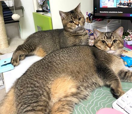 2x BKH Kater Kätzchen Kitten Britisch Kurzhaar aus Dortmund