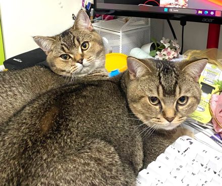 2x BKH Kater Kätzchen Kitten Britisch Kurzhaar aus Dortmund