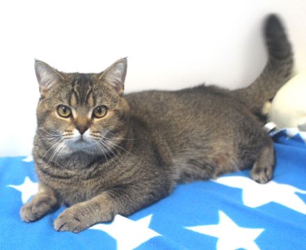 2x BKH Kater Kätzchen Kitten Britisch Kurzhaar aus Dortmund