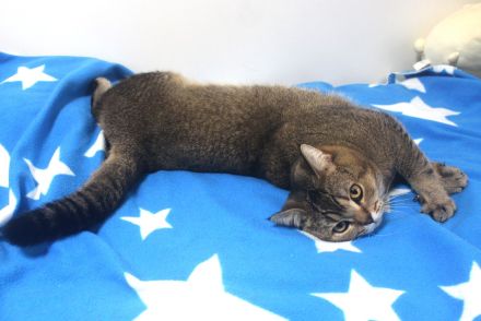 2x BKH Kater Kätzchen Kitten Britisch Kurzhaar aus Dortmund