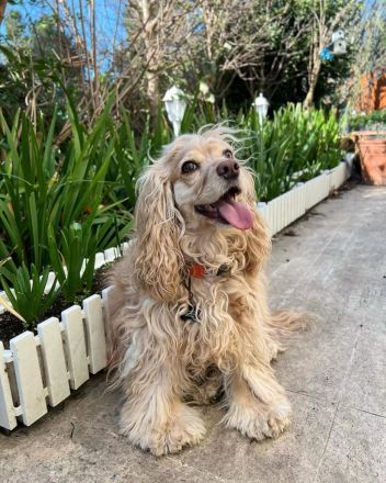 Cocker Spaniel Welpe